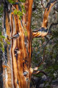 Bristlecone Pine-9095